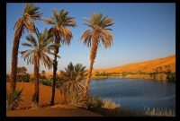 pohon-kurma-dan-oase-di-arab